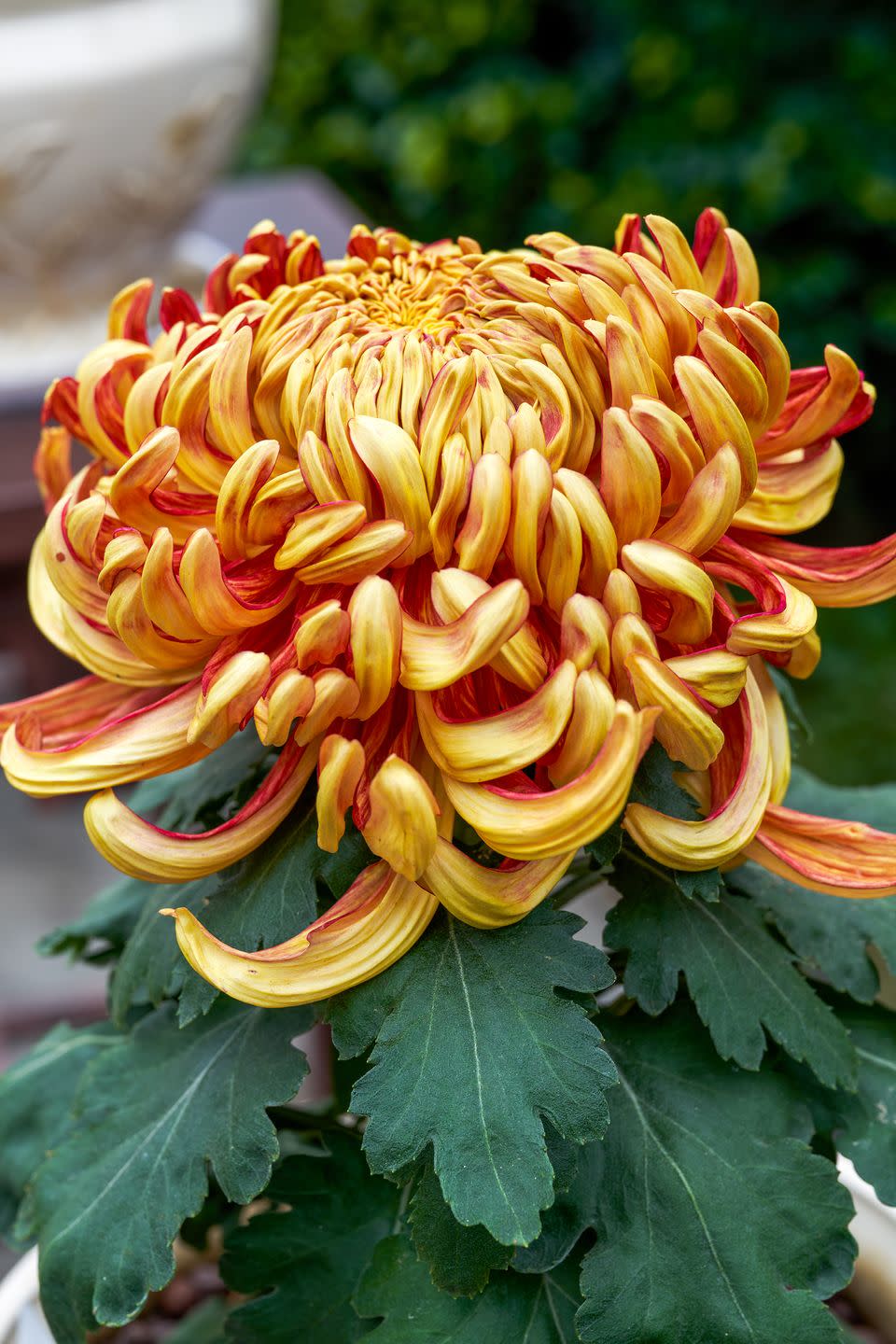 chrysanthemum