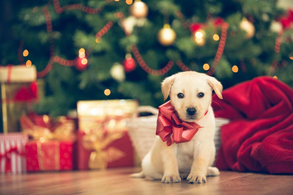 Should You Give a Pet as a Gift? Ask Yourself These 6 Questions