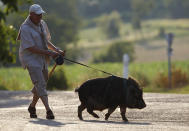 Christophe Lutz walks Marcel, a 30 month-old pig-wild boar crossbreed in the small village of Kolbsheim near Strasbourg, August 10, 2012. Marcel, an offspring of a sow and a wild boar, was raised by Christophe and his wife Chloe when he was 3 months-old, and neglected by its mother. REUTERS/Vincent Kessler (FRANCE - Tags: ANIMALS SOCIETY)