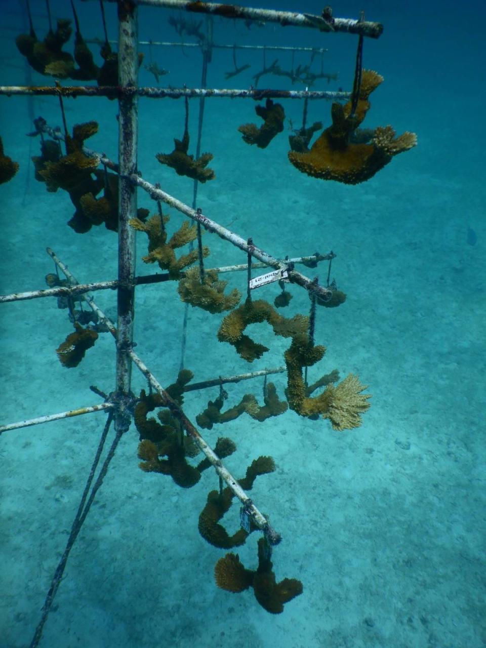 Elkhorn corals on the second branch of the tree in the University of Miami’s coral nursery off the coast of Key Biscayne show signs of paling, a precursor to coral bleaching, likely due to the record-high temperatures of Florida’s coastal water.