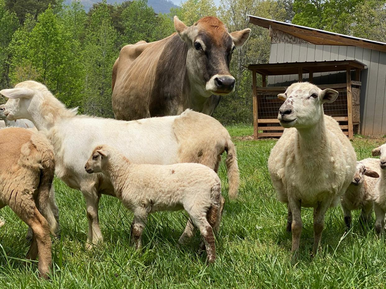 Cow and sheep at San Felipe Farm in Polk County. The farm is owned by Rafael and Mary Bravo.