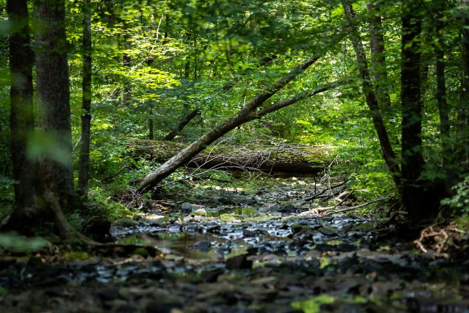 Cool water streams in the Cedar Grove Wildlife Corridor where LG&E's plans to build a new pipeline. July 9, 2019