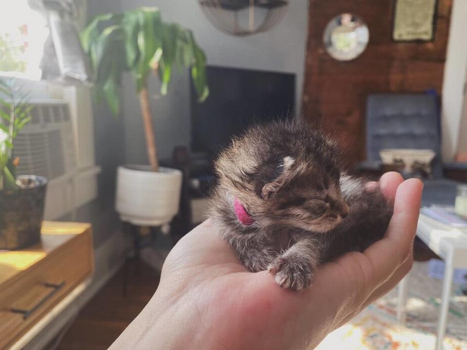 Blake is in a litter of five foster kittens after he and his siblings were found in downtown Fort Worth.