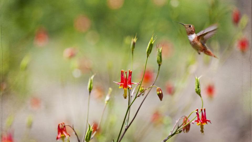 rufous hummingbird in flight approaching red columbine flowers with a lovely bokeh background flowers for hummingbirds