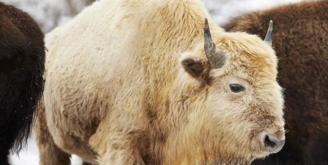 A Beautiful and Rare White Bison Has Been Spotted in Missouri's Ozark  Mountains