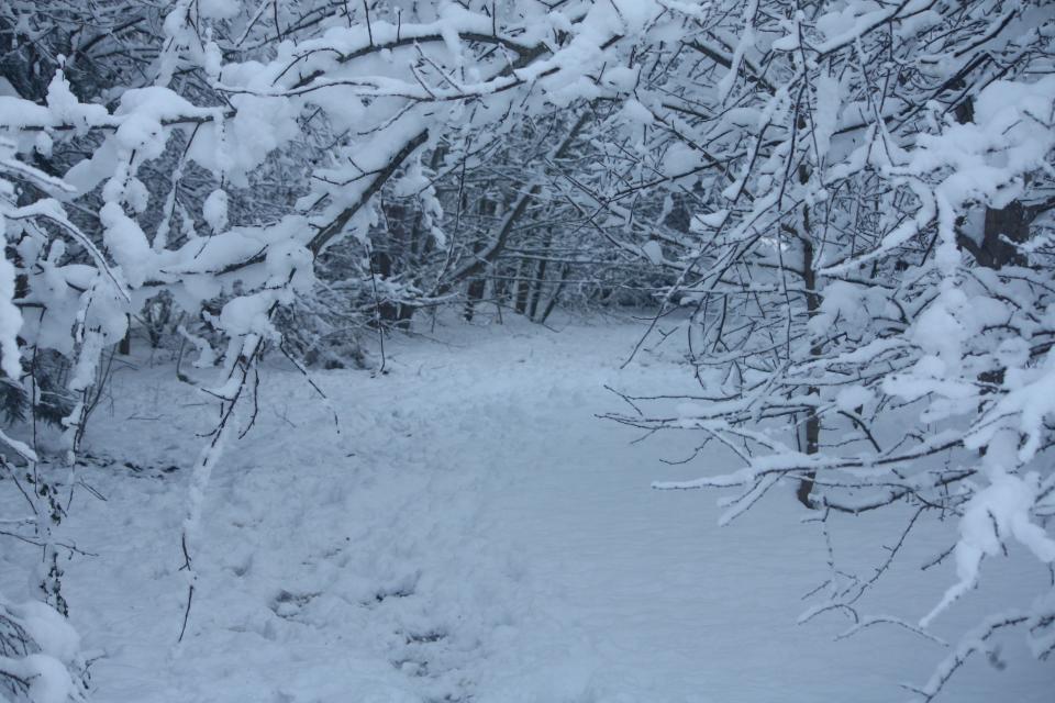 Rotary Wood, Harrogate, as pictured in January 2021Pinewoods Conservation Group