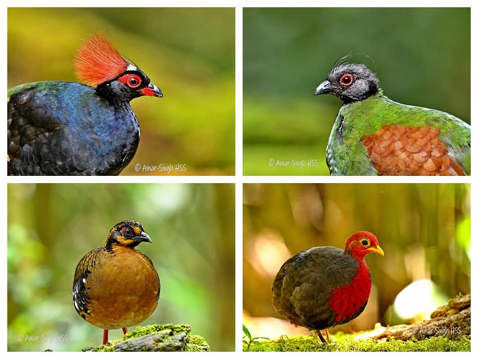 Malaysian Bird Report hopes to preserve Malaysian birds’ legacy