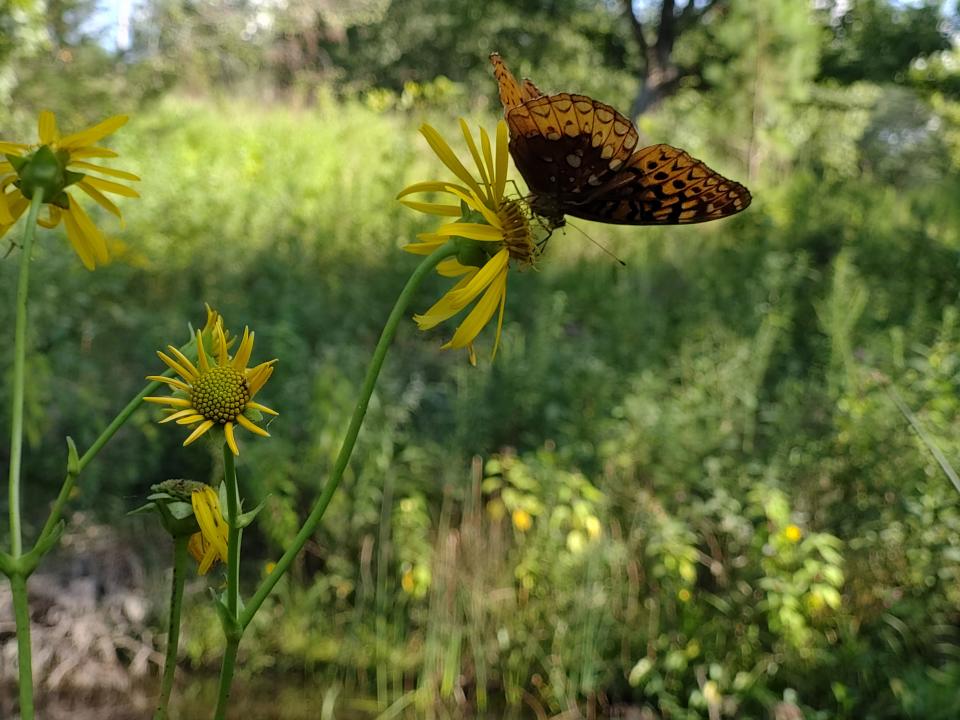 A little guy who makes a big impact. Pollinators like this butterfly do the work that  provides our food.