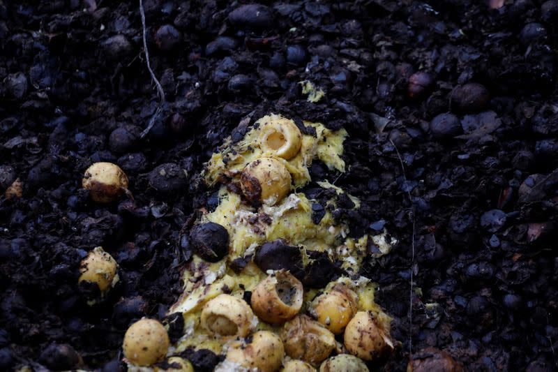 Fruits are seen on a compost heap before being used as food for black soldier flies in the InsectiPro farm in Red Hill, Kiambu County