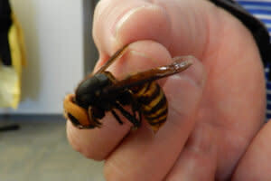 The Asian giant hornet as compared to a human hand in a photo from the Washington State Department of Agriculture. (Photo: Washington State Department of Agriculture)