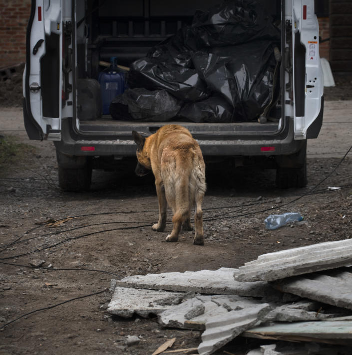 A dog follows the bodies of its family in a collection truck in Bucha on April 5.