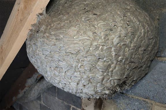 Nests such as these can easily hold between 6,000 and 10,000 wasps.