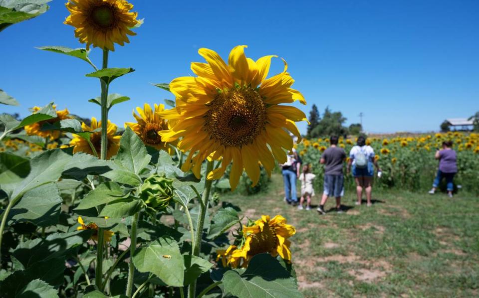 Old Tim Bell Farm in Waterford, Calif., Friday, June 28, 2024.