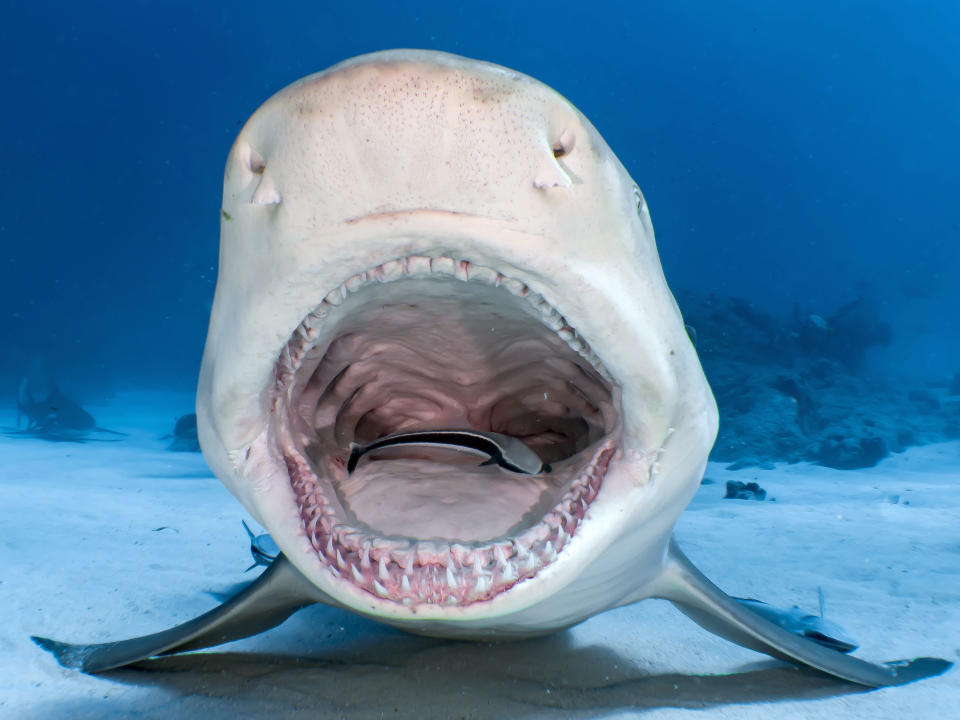 A lemon shark enables the small remora fish to clean its teeth at Tiger Beach in the Bahamas. (Photo: Shawn Murphy/Caters News)