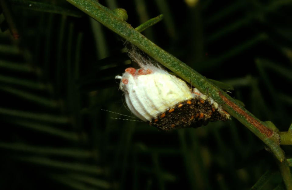 The cottony cushion scale, a well-known pest that can be found worldwide where citrus crops grow. 