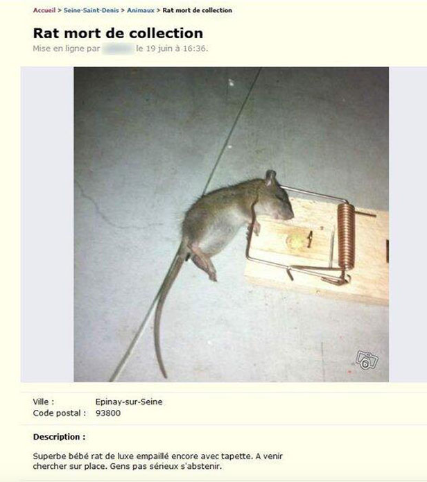 Ce n’est pas le rat de Ratatouille