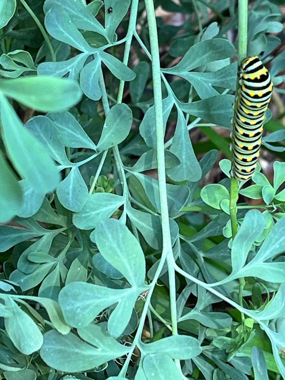 A swallowtail caterpillar thrives on rue, a hardy evergreen perennial cherished for its beautiful blue-green leaves and delicate yellow blooms.