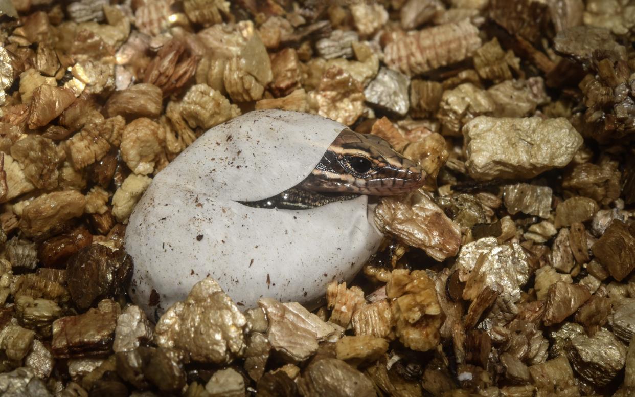 It is the first time Bermudian Skink have been bred away from the island  - Chester Zoo