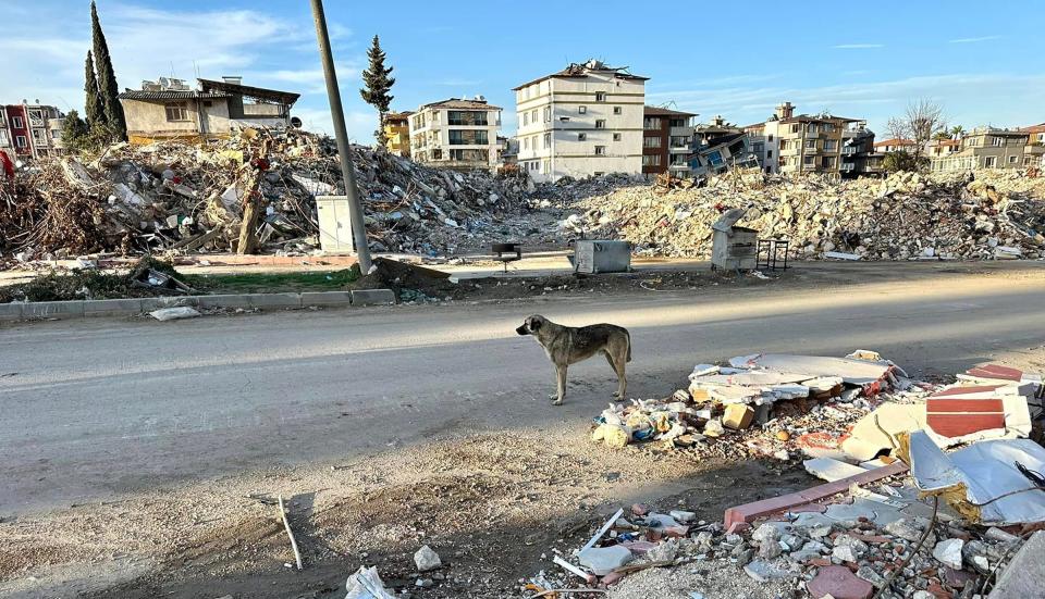 A stray dog walks alone in the rubble of Antakya in Turkey, a city ravaged by a massive February earthquake.