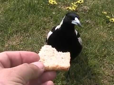 Bread is actually very bad for birds like magpies. Source: YouTube