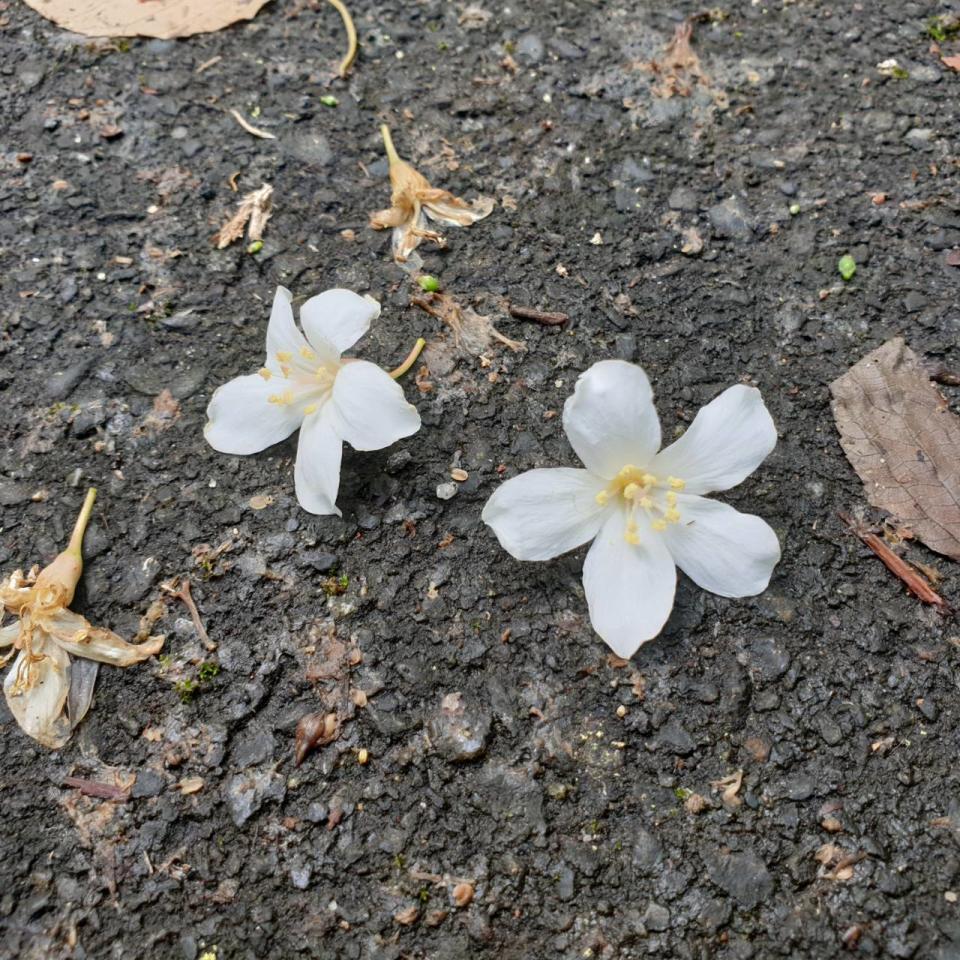 每年5月份是迎接油桐花綻放的季節。   圖：新北市動保處提供 