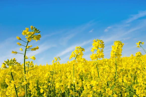 A field of oil rapeseed.