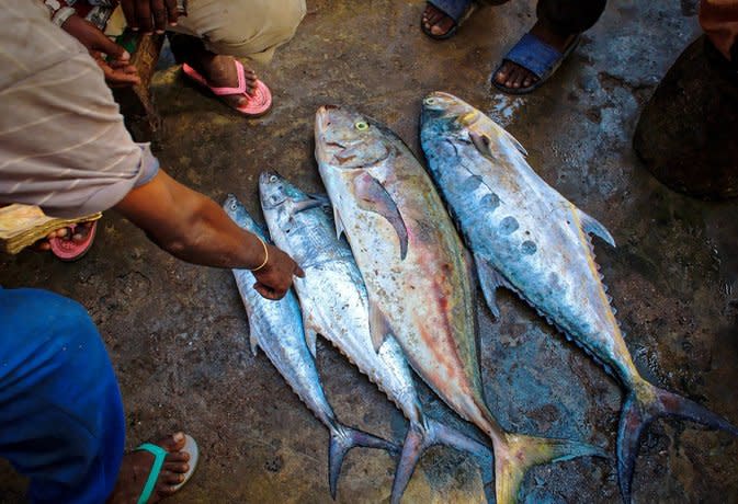 雖然鮪魚的數量有恢復，但其他物種仍面臨嚴重的生存壓力，學界籲政府加大保育生態力道。（Photo by 27707 on Pixabay）