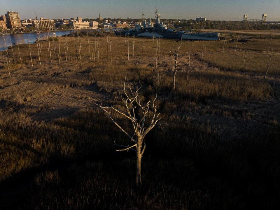 A ghost forest of trees killed by salt water intrusion at the USS North Carolina Battleship National Historic Site.