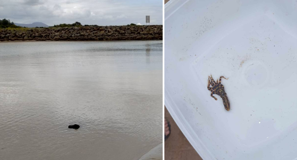 A blue-ringed octopus was found under rocks (left) within ten minutes of one another, with the resident scooping them up in a container (right) and relocating them. 