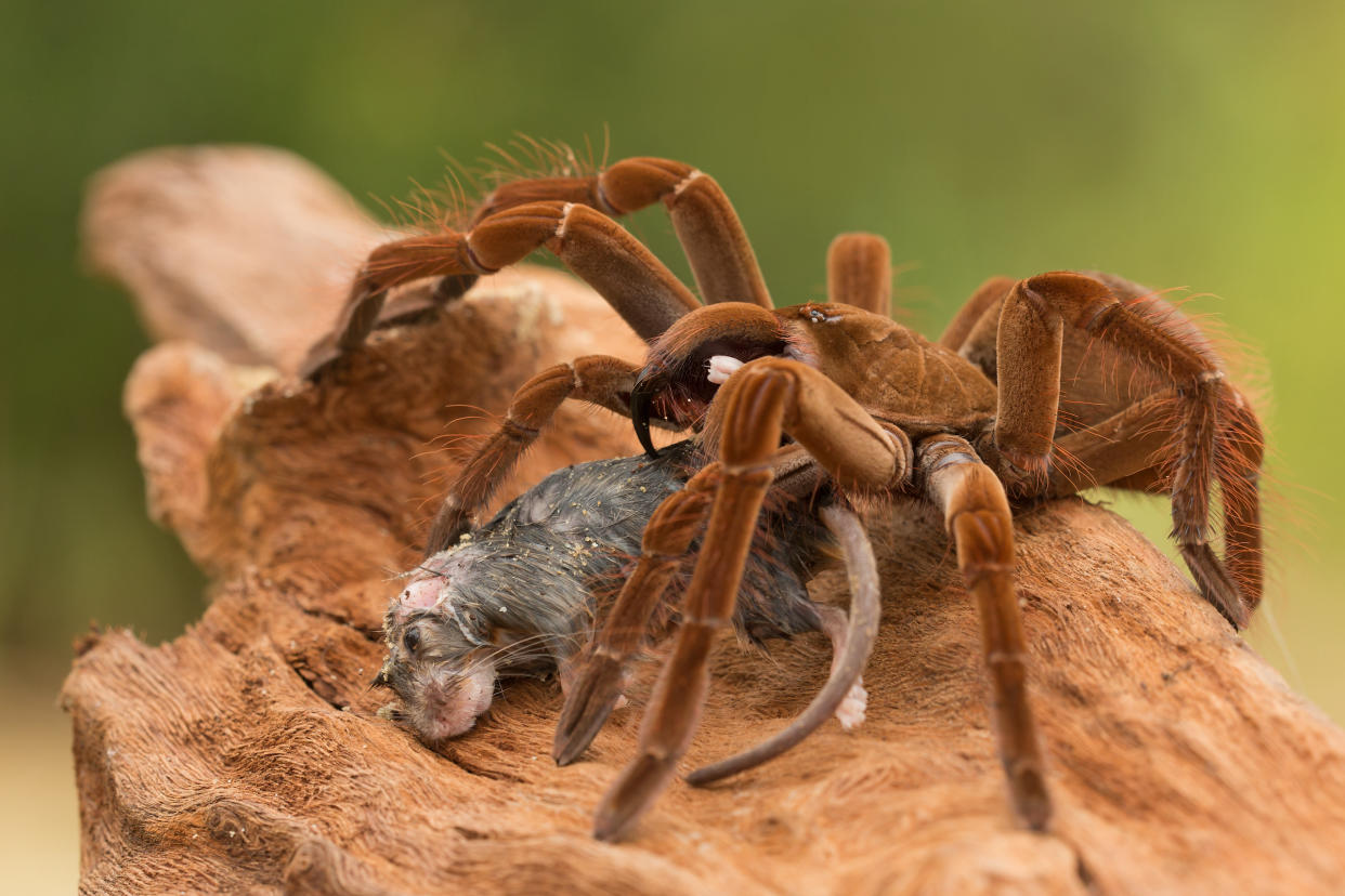  We see a large brown spider standing over a dead mouse-like mammal on a log. 