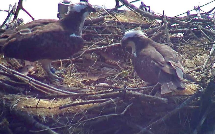 Destruction of a protected osprey site can carry a six-month jail sentence - Wales News Service