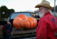 HALF MOON BAY, CA - OCTOBER 11: A giant pumpkin sits in the back of a pickup truck before the start of the 37th Annual Safeway World Championship Pumpkin Weigh-Off on October 11, 2010 in Half Moon Bay, California. Ron Root of Citrus Heights, California won the competition with a 1,535 pound pumpkim and took home $9,210 in prize money equal to $6 a pound. (Photo by Justin Sullivan/Getty Images)
