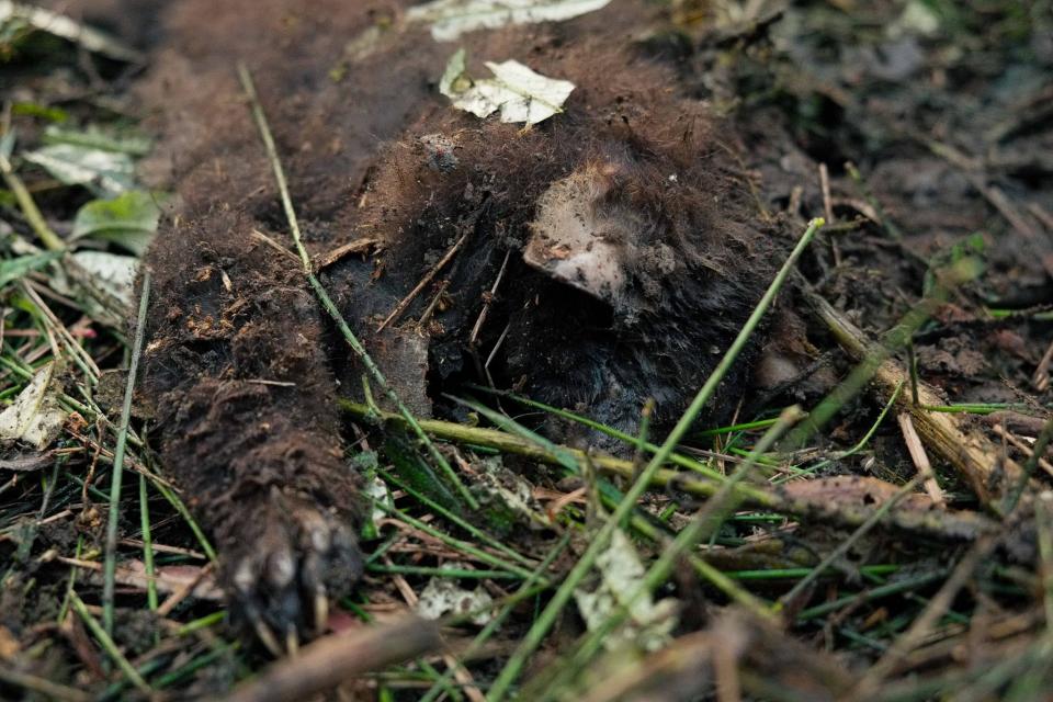 A dead greater glider on the ground in close up in the Yarra Ranges National Park.