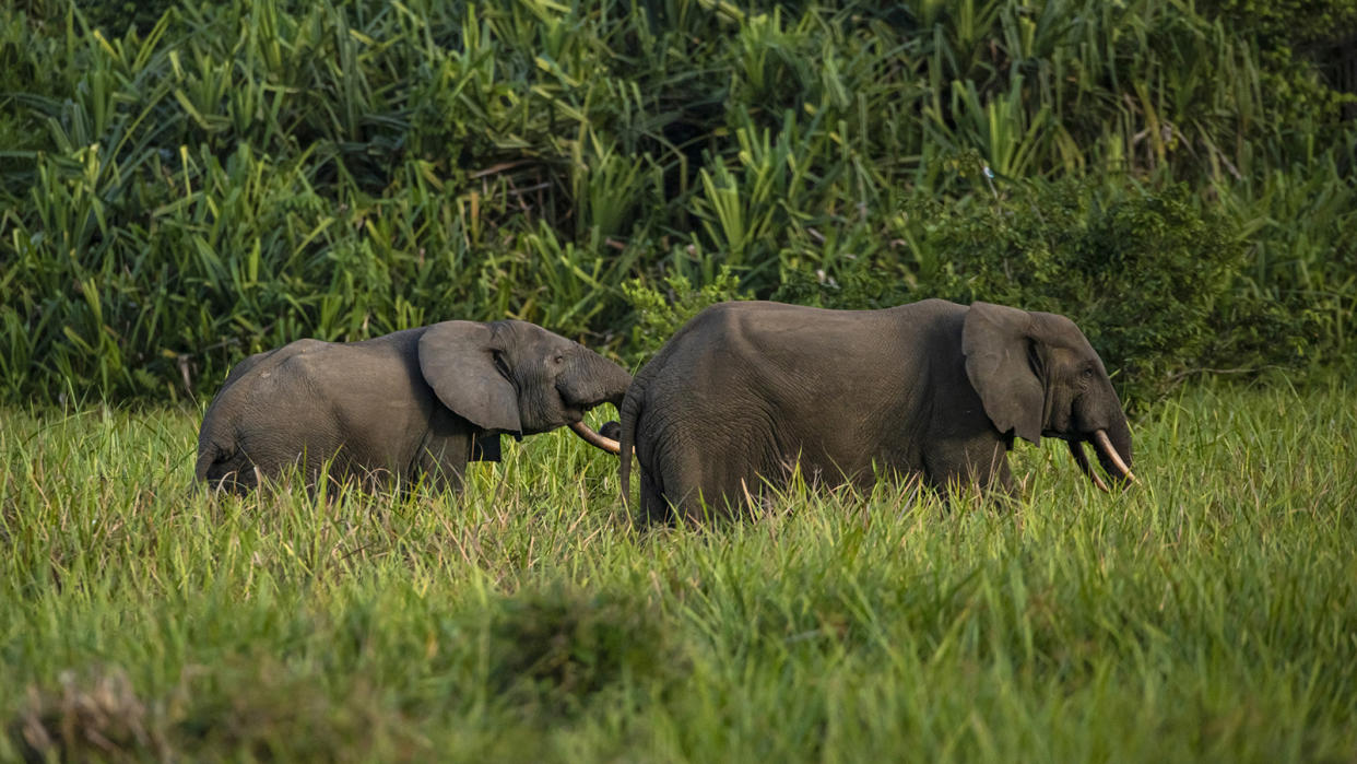 Two grey elephants with rounded ears walk through grass with tropical forest in the backround