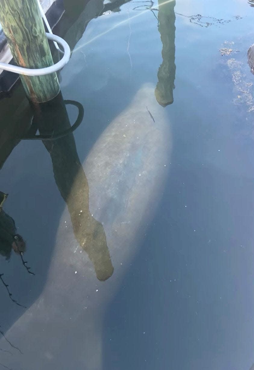 A manatee was recently spotted in Quonochontaug Pond, according to the Rhode Island Department of Environmental Management.