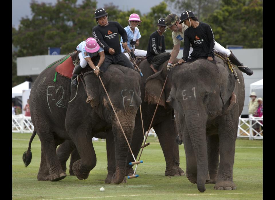 Elephant polo players from the Spice girls team (left) and the British Airways British Army team battle it out for 5th place during the final day at the King's Cup Elephant polo tournament Sept. 11, 2011, in Hua Hin, Thailand.This year marked the 10th edition of the polo tournament with 12 international teams participating for the unusual annual charity sports event. 