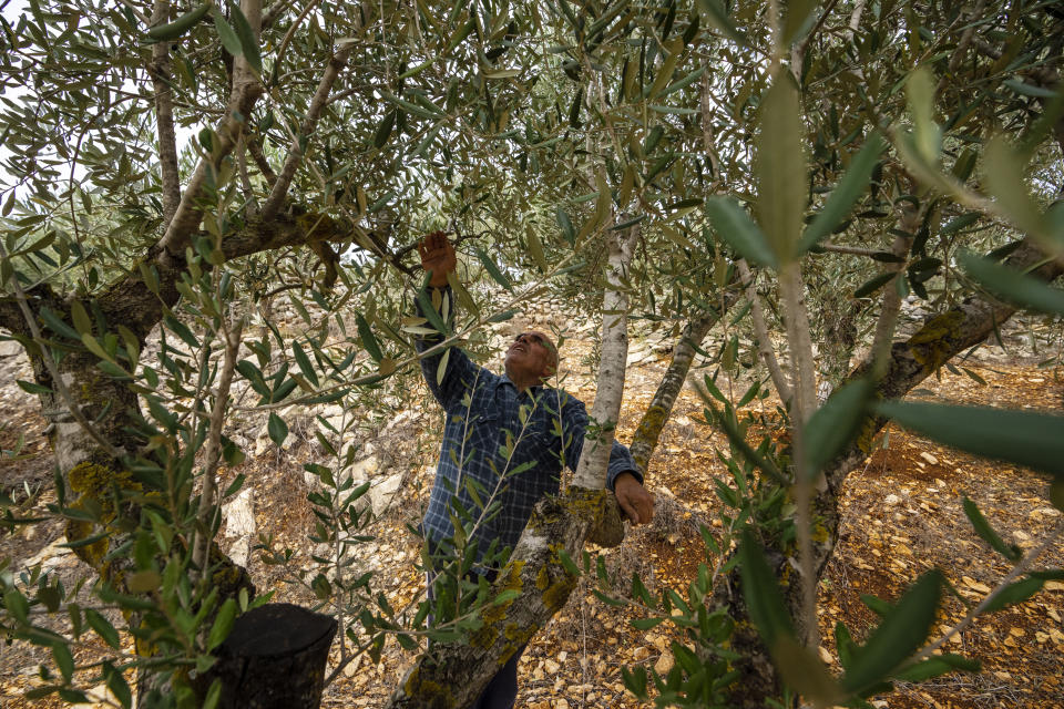 Abdallah Quteish, a retired school principal, checks his olive orchard in the southern village of Houla, near the border with Israel, Lebanon, Saturday, Nov. 25, 2023. With a cautious calm prevailing over the border area in south Lebanon Saturday, the second day of a four-day cease-fire between Hamas and Israel, villages that had emptied of their residents came back to life at least briefly. Quteish and his wife were displaced by clashes between Hezbollah and Israel forces on the border and missed the harvest season. (AP Photo/Hassan Ammar)