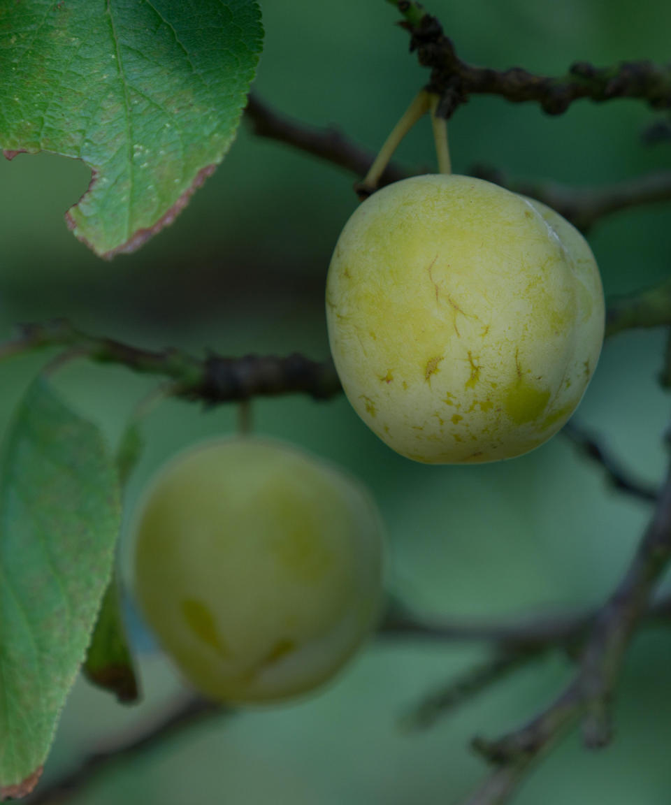 9. Prunus domestica 'Oullins Gage'