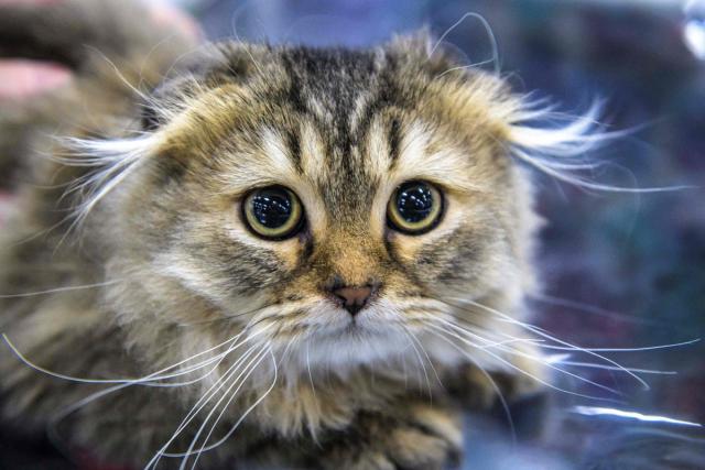 Animal charities slate makers of new film Argylle over use of Scottish Fold  cat