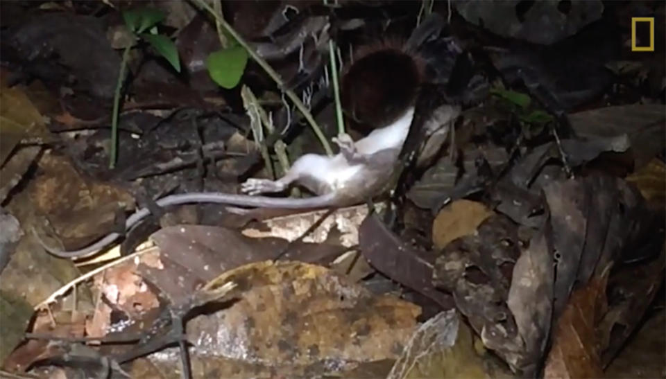 A monster spider drags away and makes a meal of an opossum in the Peru rainforest. Source National Geographic