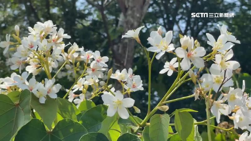 今年油桐花期提早報到，吸引遊客前往賞花。