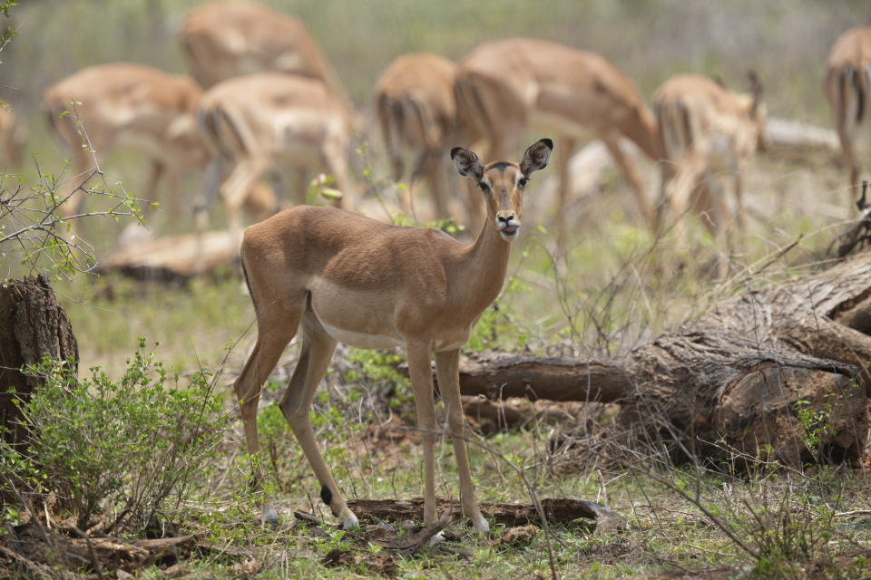 Antelopes are seen in Gonarezhou National Park, Sunday, Oct. 10, 2023. In Zimbabwe, recent rains are bringing relief to Gonarezhou, the country's second biggest national park. But elsewhere in the wildlife –rich country, authorities say climate change-induced drought and erratic weather events are leading to the loss of plants and animals. Competition for food and water with people has resulted in increased cases of conflict. (AP Photo/Tsvangirayi Mukwazhi)