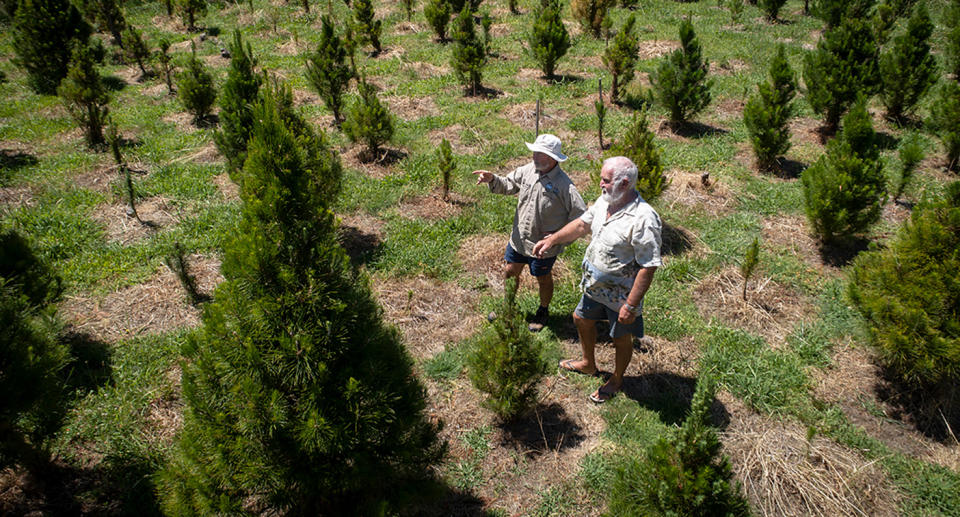 Two men observing plants at Christmas tree farm