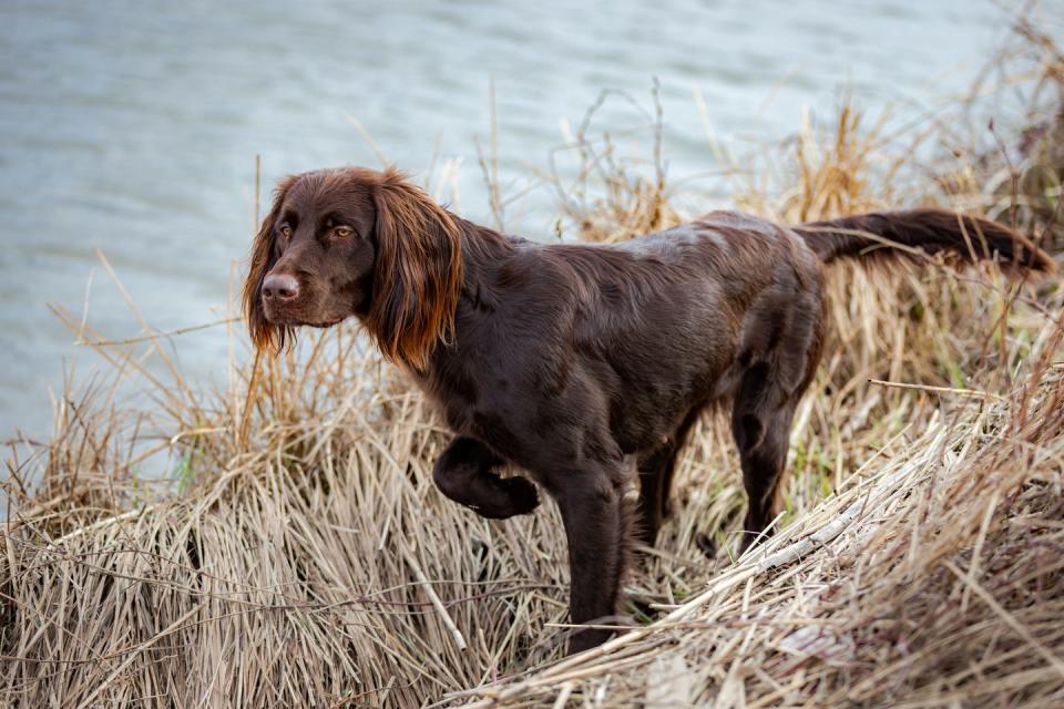 a german longhaired pointer