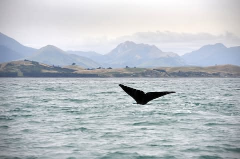 A sperm whale off the coast of New Zealand - Credit: GETTY