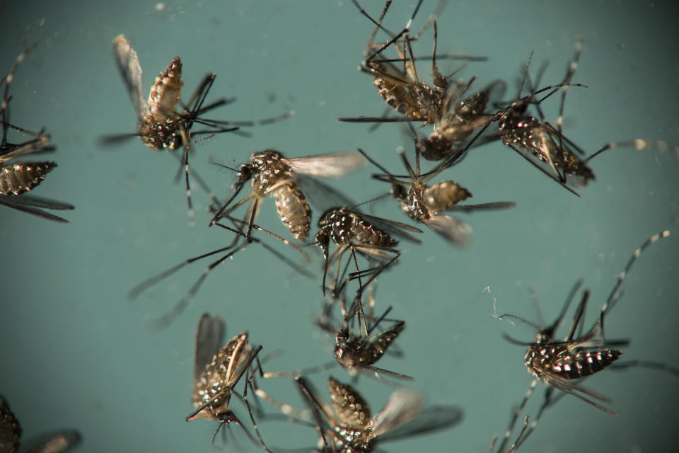 <em>Aedes aegypti</em> mosquitoes, responsible for transmitting Zika, sit in a petri dish at the Fiocruz Institute in Recife, Brazil, in 2016. (Photo: Felipe Dana/AP)