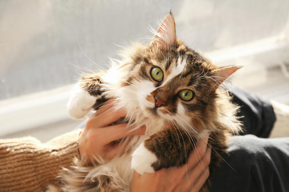 Portrait of cute domestic cat with green eyes lying with owner at home. Unrecognizable young woman petting purebred straight-eared long hair kitty on her lap. Background, copy space, close up.