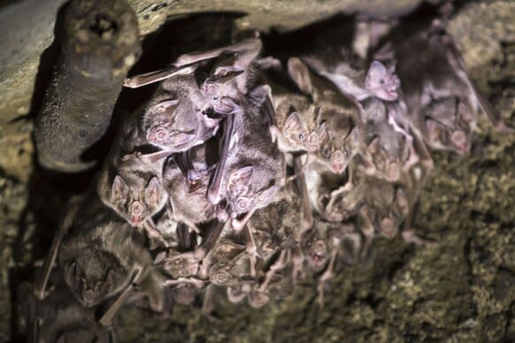 Multiple Vampire Bats