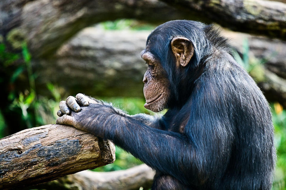 Is this chimpanzee praying or is he just deep in thought?  (<a href="http://www.flickr.com/photos/irishwildcat/3020466221/">Image via Flickr</a>)