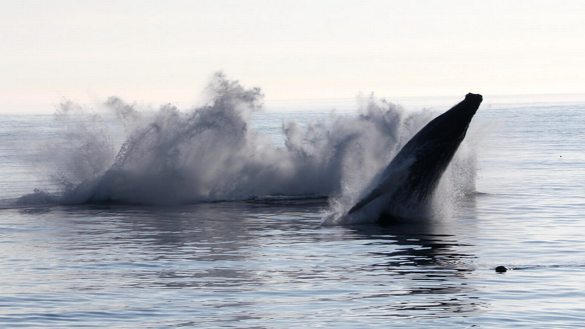 It’s rare for three whales to breach at the same time, according to Nielsen. Shannon Nielsen/Allied Whale Bar Harbor Whale Watch